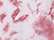 Begonia Crystal