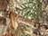 Realtree Edge