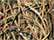 Shadow Grass