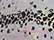 Trout Spots/ Grey