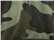 Green Camo/ Black