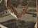 Realtree Max-5