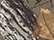Realtree Xtra