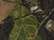 Mossy Oak BreakUp