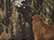 Mossy Oak BreakUp