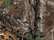 Realtree Xtra