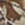 Realtree AP Xtra