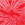 Spider Red