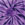 Spider Purple