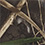 Realtree Max 7