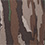 Realtree Original